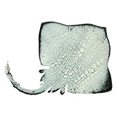 Designocracy Stingray Magnet Wall Décor