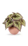 Diane James Designs Begonia Bush In Ceramic Pot In Multi