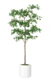 Diane James Designs Black Olive Tree In White Ceramic Planter In Green