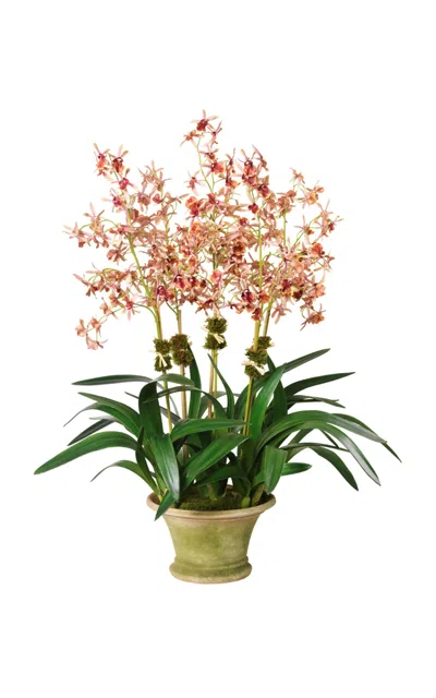 Diane James Designs Dendrobium Orchid In Mossy Planter In Multi