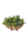 Diane James Designs Echeveria In Mossy Conch Shell In Green