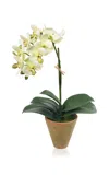 Diane James Designs Green Phalaenopsis Orchid In Mossy Pot In Green