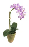 Diane James Designs Lavender Phalaenopsis Orchid In Mossy Pot In Purple