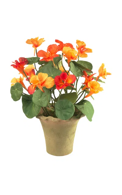 Diane James Designs Nasturtiam In Mossy Pot In Orange