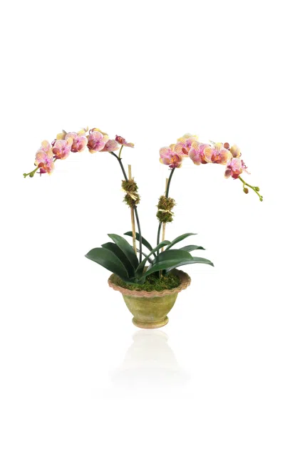 Diane James Designs Phalaenopsis Orchid In Mossy Compote In Yellow