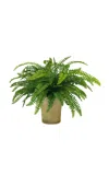 Diane James Designs Small Boston Fern In Scalloped Mossy Pot In Green