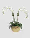 DIANE JAMES PHALAENOPSIS ORCHID IN GOLD POT