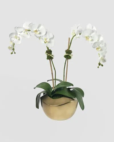 Diane James Phalaenopsis Orchid In Gold Pot In Multi