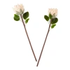 Distant Lands 26" Pink Protea 2-pc. Vase Filler In Pink