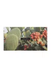 Dolce & Gabbana Casa Set Of 5 Greeting Cards