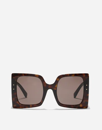 Dolce & Gabbana Dna Sunglasses In Havana