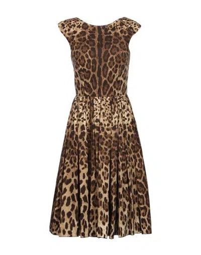 Dolce & Gabbana Woman Midi Dress Dark Brown Size 2 Cotton, Elastane