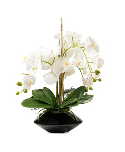 Domani Home Orchid In Tapered Vase In White