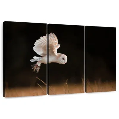 Ebern Designs Brampt Barn Owl Beauty In Black