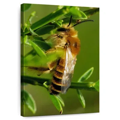 Ebern Designs Brampt Bee Bee Bee In Green
