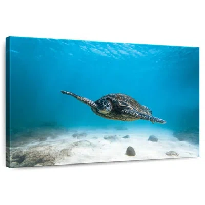 Ebern Designs Brampt Blue Turtle