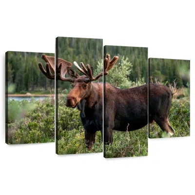 Ebern Designs Brampt Colorado Bull Moose