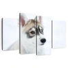 Ebern Designs Brampt Glaring Husky