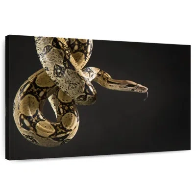 Ebern Designs Brampt Hanging Brown Snake