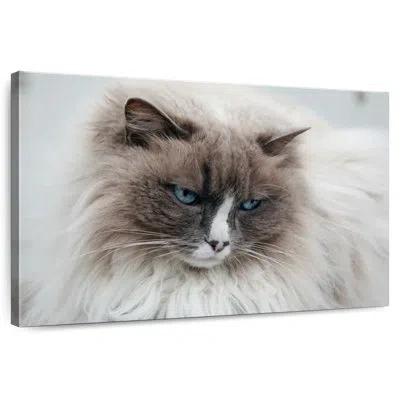 Ebern Designs Brampt Himilayan Cat Close Up In Iceland
