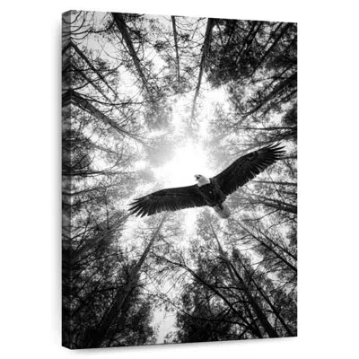 Ebern Designs Brampt Master Of Heaven Bald Eagle Bw
