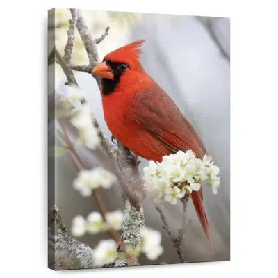 Ebern Designs Brampt Northern Cardinal On Flowery Branch
