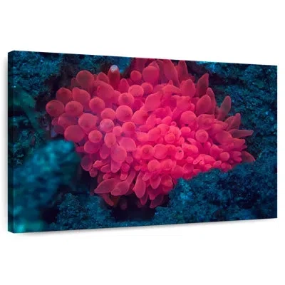 Ebern Designs Brampt Pink Coral Reef
