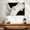 Ebern Designs Brampt White Owl In White