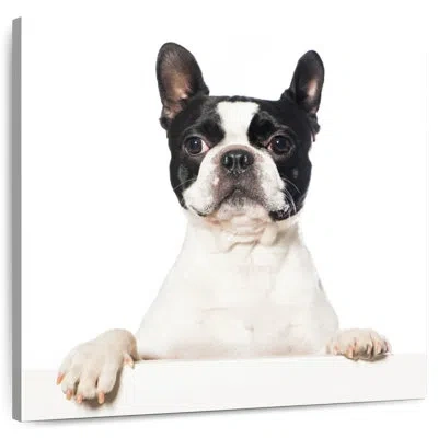 Ebern Designs Crowle Boston Terrier Dog In White