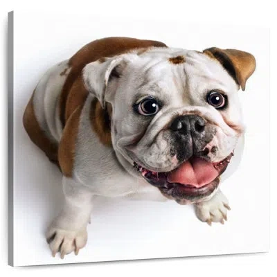Ebern Designs Crowle Bubbly Bulldog