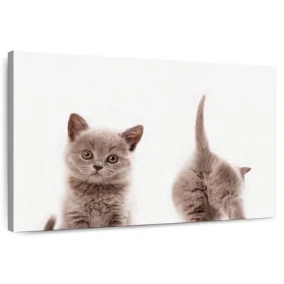 Ebern Designs Crowle Kitten Front And Back Portrait