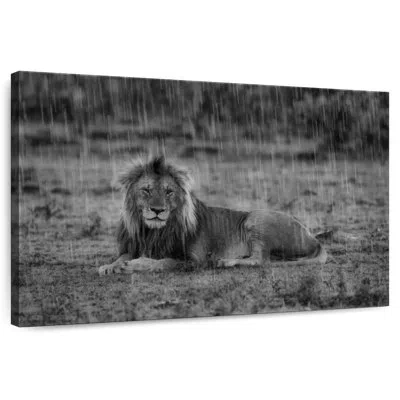 Ebern Designs Crowle Monochrome Safari Lion