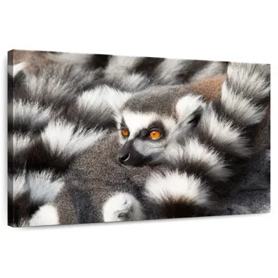 Ebern Designs Crowle Ring-tailed Lemur In Black