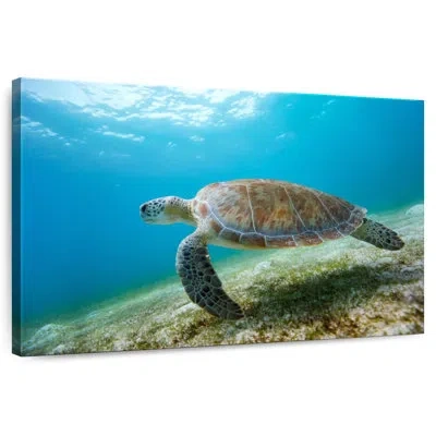 Ebern Designs Hawksbill Turtle In Motion In Teal