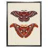 Emily Carter Antique Atlas & Cecropia Moths Fine Art Print A5 In Red