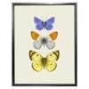Emily Carter 'antique British Butterflies Ii' Fine Art Print S In Multi