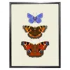 Emily Carter 'antique British Butterflies Vi' Fine Art Print S In Multi