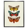 Emily Carter 'antique British Moths' Fine Art Print L In Multi