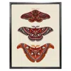 Emily Carter 'antique Moths' Fine Art Print A4 In Red