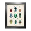 Emily Carter 'antique Tropical Beetles' Fine Art Print A3 In Multi