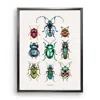 Emily Carter 'antique Tropical Beetles' Fine Art Print A4 In Multi