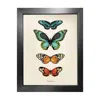 Emily Carter 'antique Tropical Butterflies Ii' Fine Art Print A4 In Multi