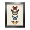 Emily Carter Antique Tropical Butterflies Iii' Fine Art Print A4 In Multi