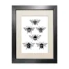 Emily Carter Black 'british Bees' - Fine Art Print A4 In Black