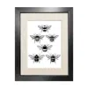 Emily Carter Black 'british Bees' - Fine Art Print A5 In Black