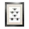 Emily Carter Black 'british Bees' Fine Art Print A3 In Black