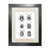 Emily Carter Black 'british Beetles' Fine Art Print A4 In Black