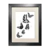 Emily Carter Black 'british Butterflies' - Fine Art Print A4 In Black