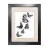 Emily Carter Black 'british Butterflies' - Fine Art Print A5 In Black