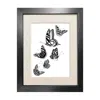 Emily Carter Black 'british Butterflies' Fine Art Print A3 In Black
